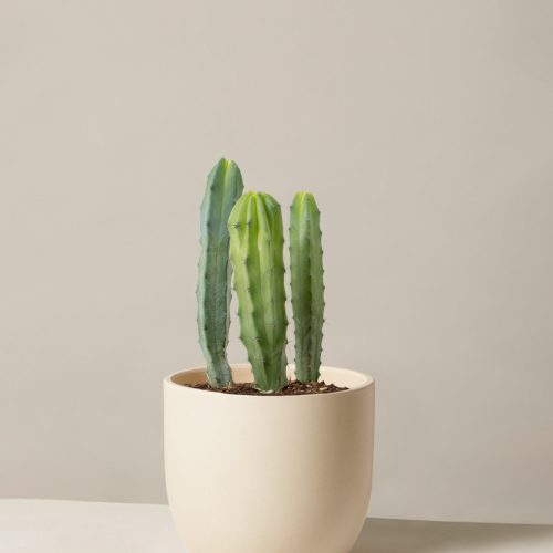 The Sill Medium Blue Candle Cactus Medium Grant Cream Variant