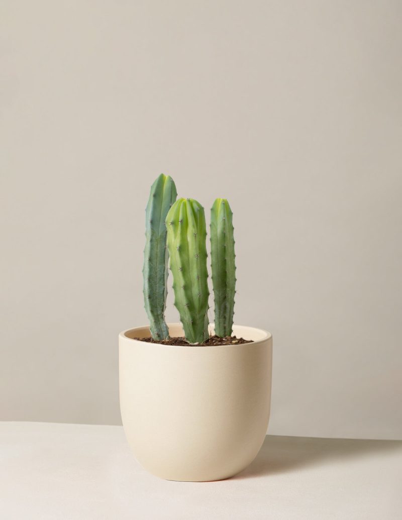 The Sill Medium Blue Candle Cactus Medium Grant Cream Variant