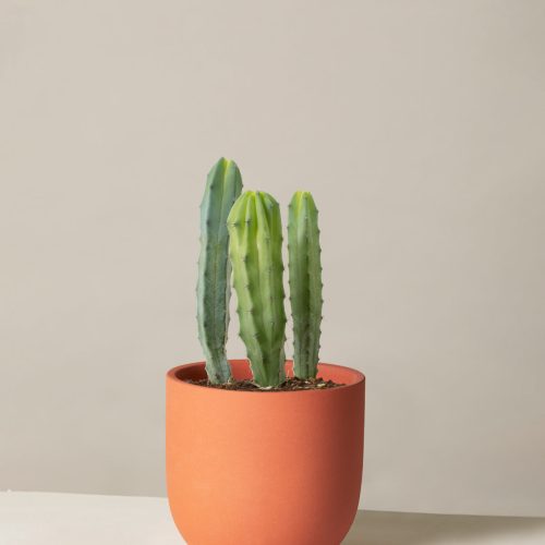 The Sill Medium Blue Candle Cactus Medium Grant Terracotta Variant