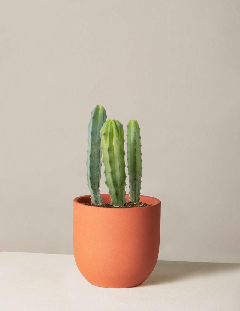 The Sill Medium Blue Candle Cactus Medium Grant Terracotta Variant