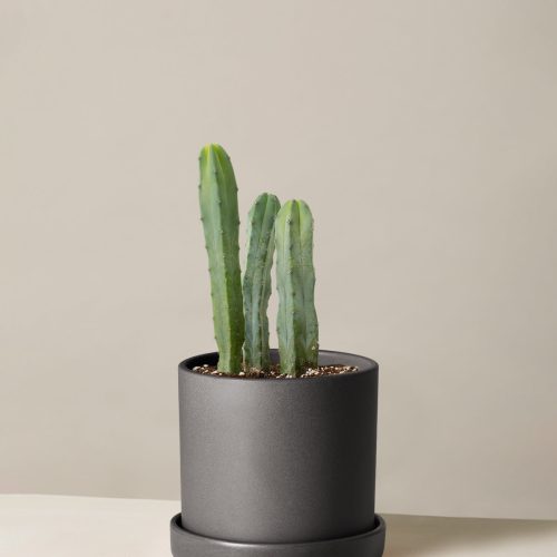 The Sill Medium Blue Candle Cactus Medium Hyde Black Variant