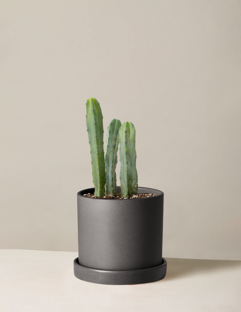 The Sill Medium Blue Candle Cactus Medium Hyde Black Variant