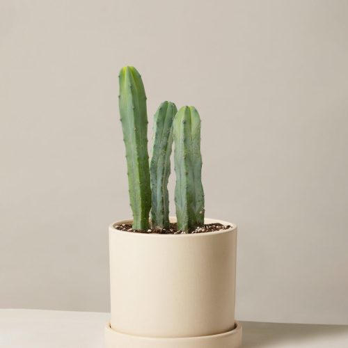 The Sill Medium Blue Candle Cactus Medium Hyde Cream Variant