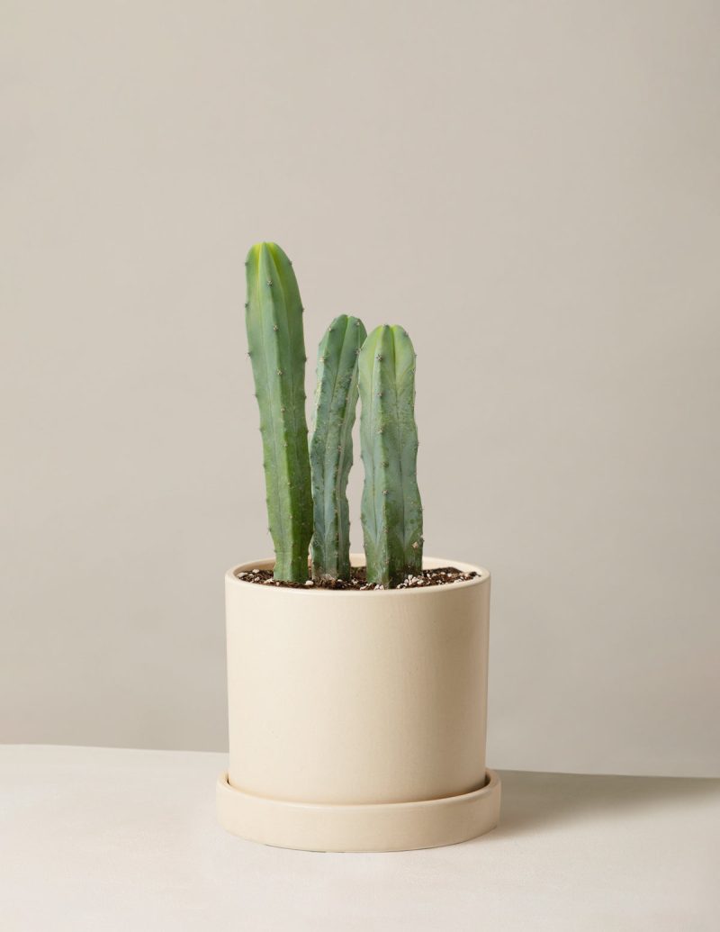 The Sill Medium Blue Candle Cactus Medium Hyde Cream Variant