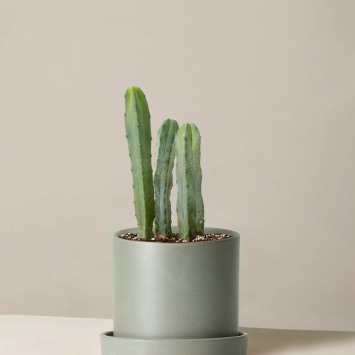 The Sill Medium Blue Candle Cactus Medium Hyde Stone Variant