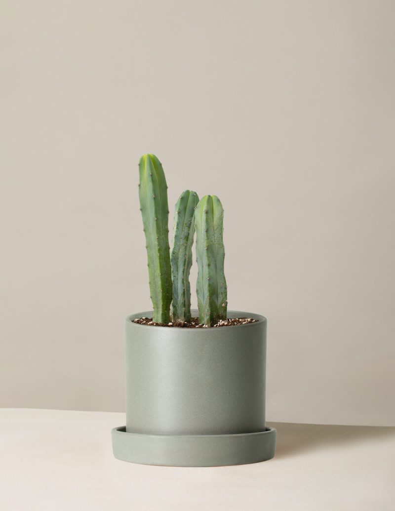 The Sill Medium Blue Candle Cactus Medium Hyde Stone Variant