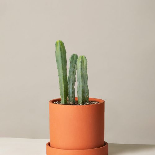 The Sill Medium Blue Candle Cactus Medium Hyde Terracotta Variant