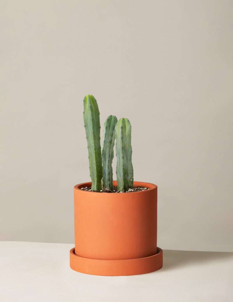 The Sill Medium Blue Candle Cactus Medium Hyde Terracotta Variant