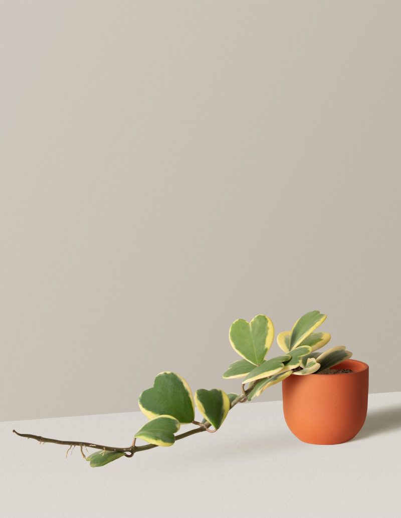 The Sill Variegated Hoya Heart Small Grant Terracotta Variant lowres