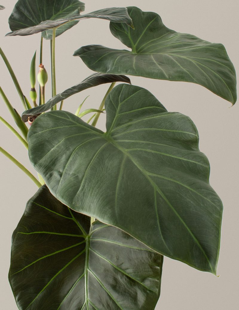 The Sill alocasia regal shield large gallery 02