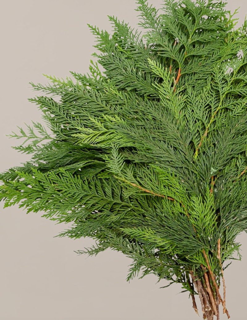 The sill holiday bough bundles cedar variant2