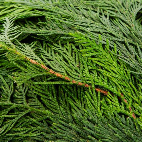 The sill holiday bough bundles cedar variant 3