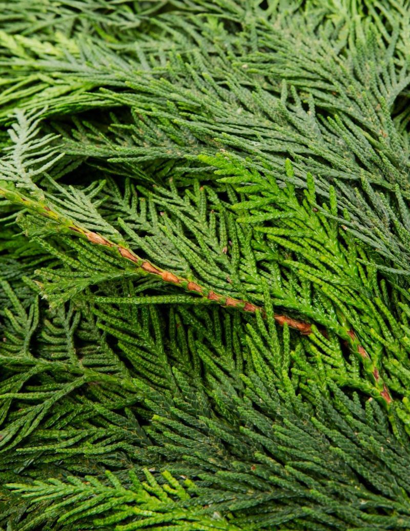 The sill holiday bough bundles cedar variant 3