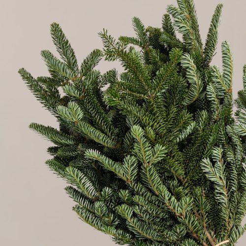 The sill holiday bough bundles fraser fir variant2