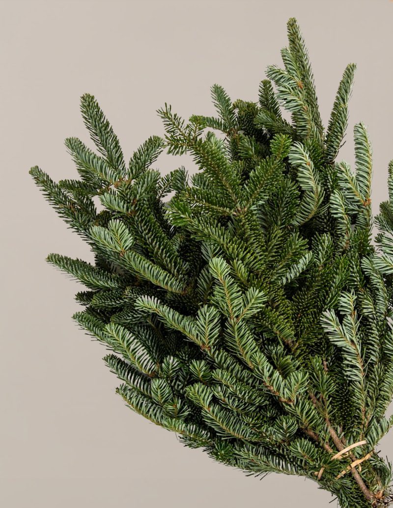 The sill holiday bough bundles fraser fir variant2