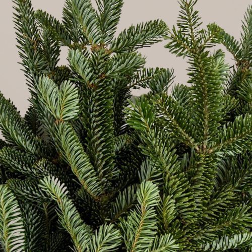 The sill holiday bough bundles fraser fir variant 3