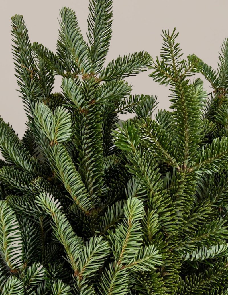 The sill holiday bough bundles fraser fir variant 3