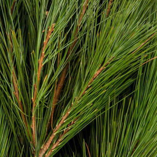 The sill holiday bough bundles white pine variant 3