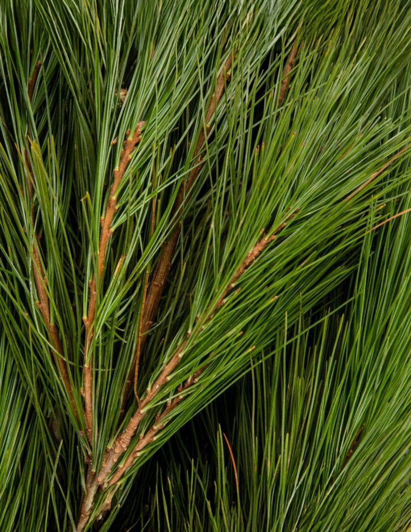 The sill holiday bough bundles white pine variant 3