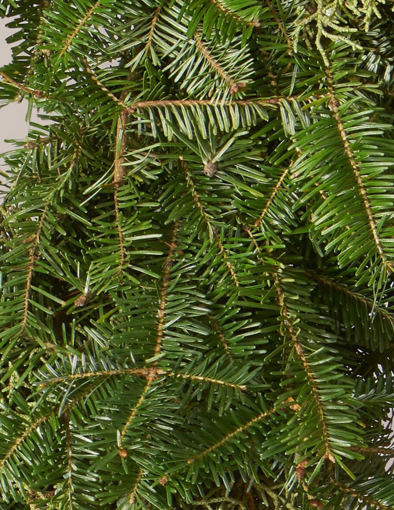 The Sill holiday wreath with bow Variant 2