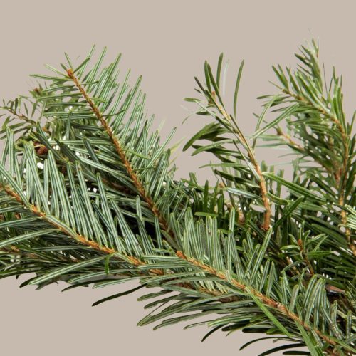 The sill fraser fir garland variant 2