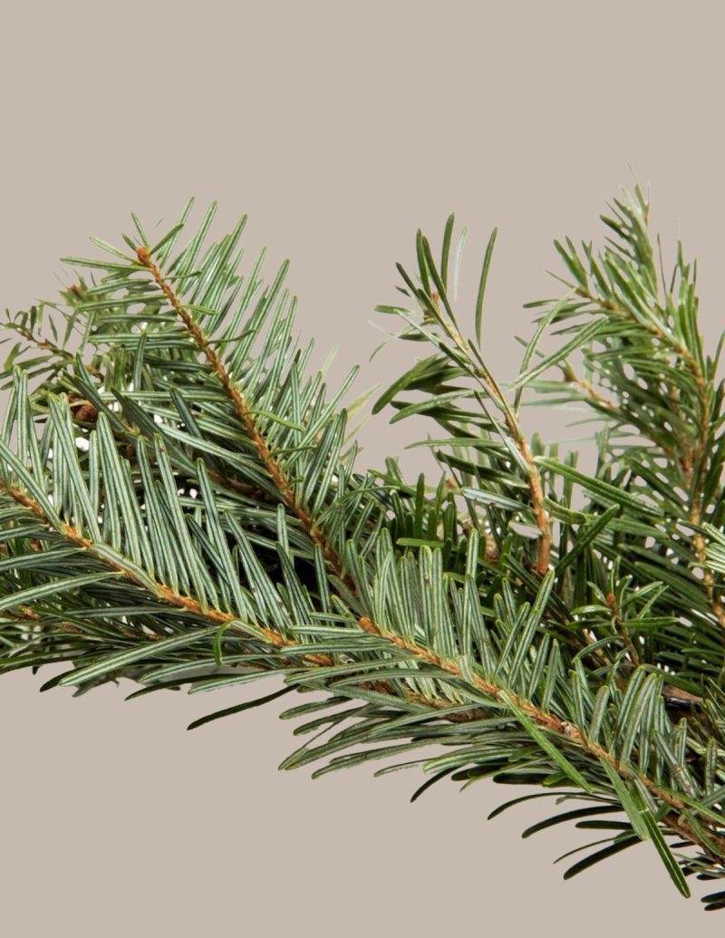 The sill fraser fir garland variant 2