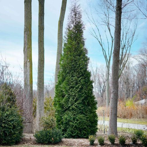 Thuja American Pillar DSC00353Fiddle Leaf Fig ISD41 altered from grower