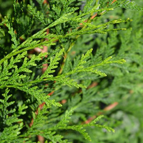 Thuja Green Giant Foliage