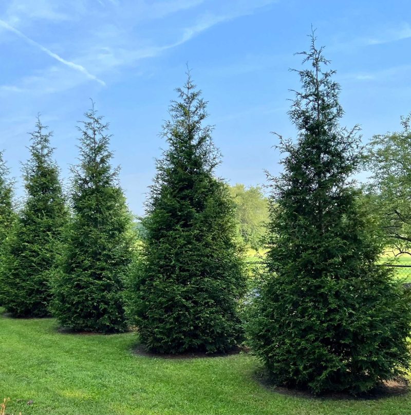 Thuja Green Giant Row