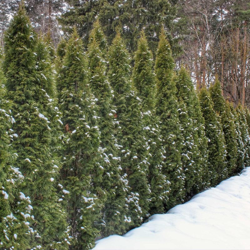 Thuja Green Giant Row Snow