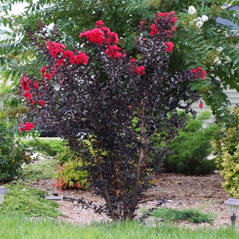 ThunderstruckRumblinRedCrapeMyrtle2