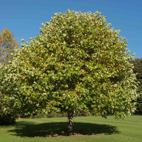 Tulip Poplar tree 1 61507bd1 9d98 472b 8435 967da528b048