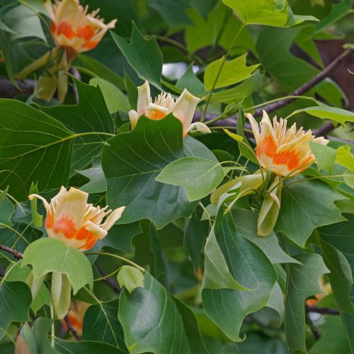 Tulip Poplar tree 2