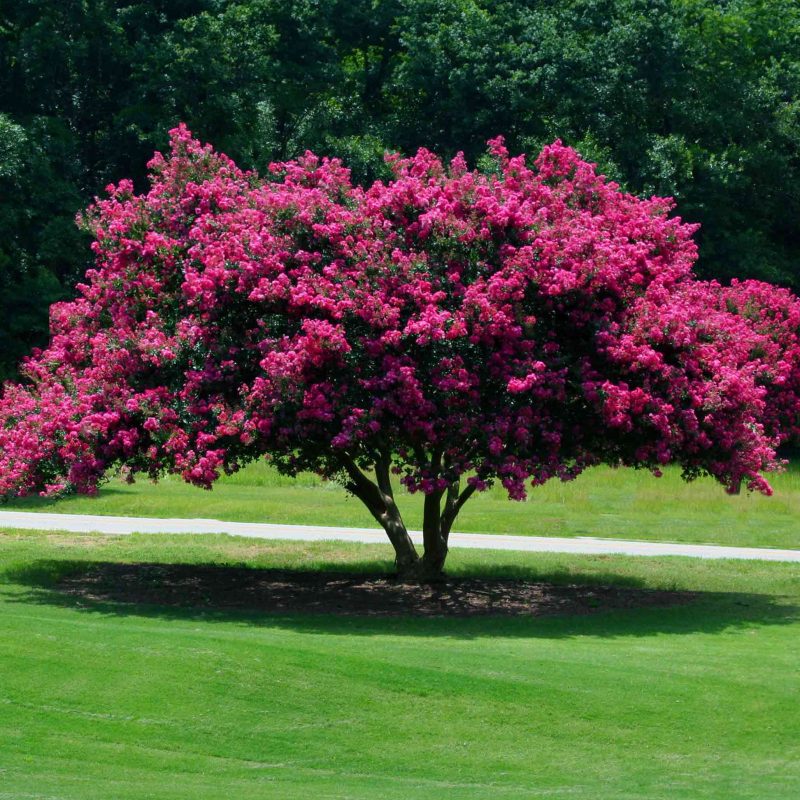 Tuscarora Crape Myrtle 1