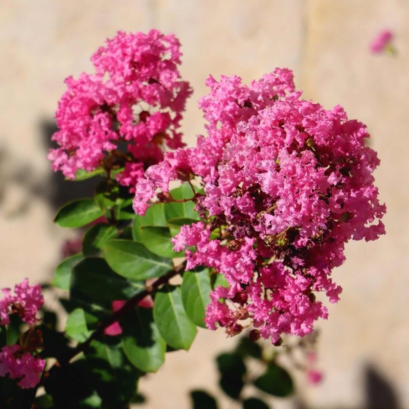 Tuscarora Crape Myrtle 2