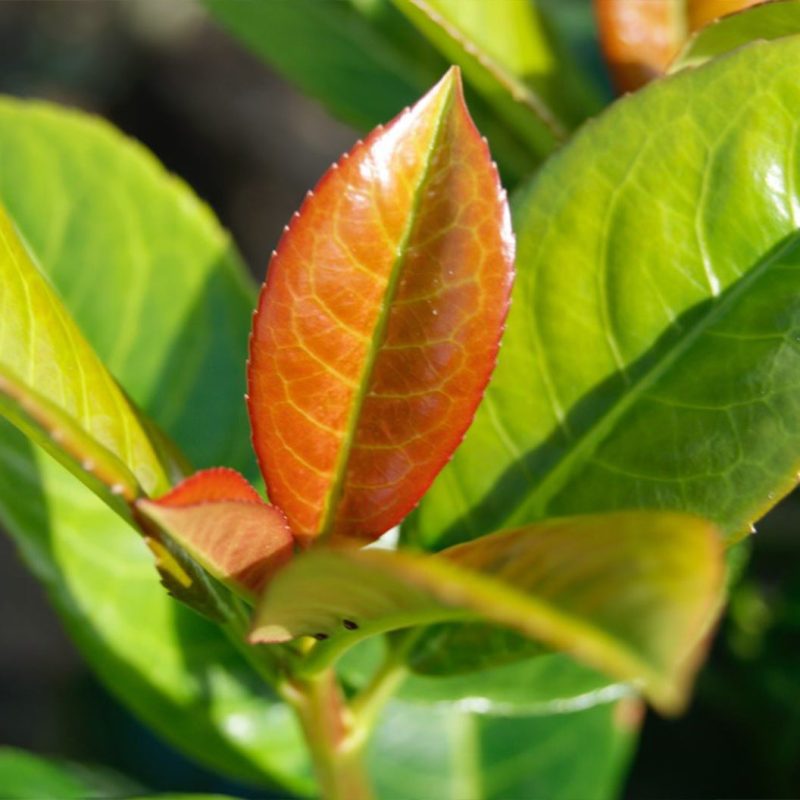 Volcano Laurel altered from Grower 2