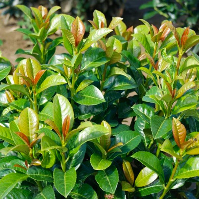 Volcano Laurel altered from Grower 3