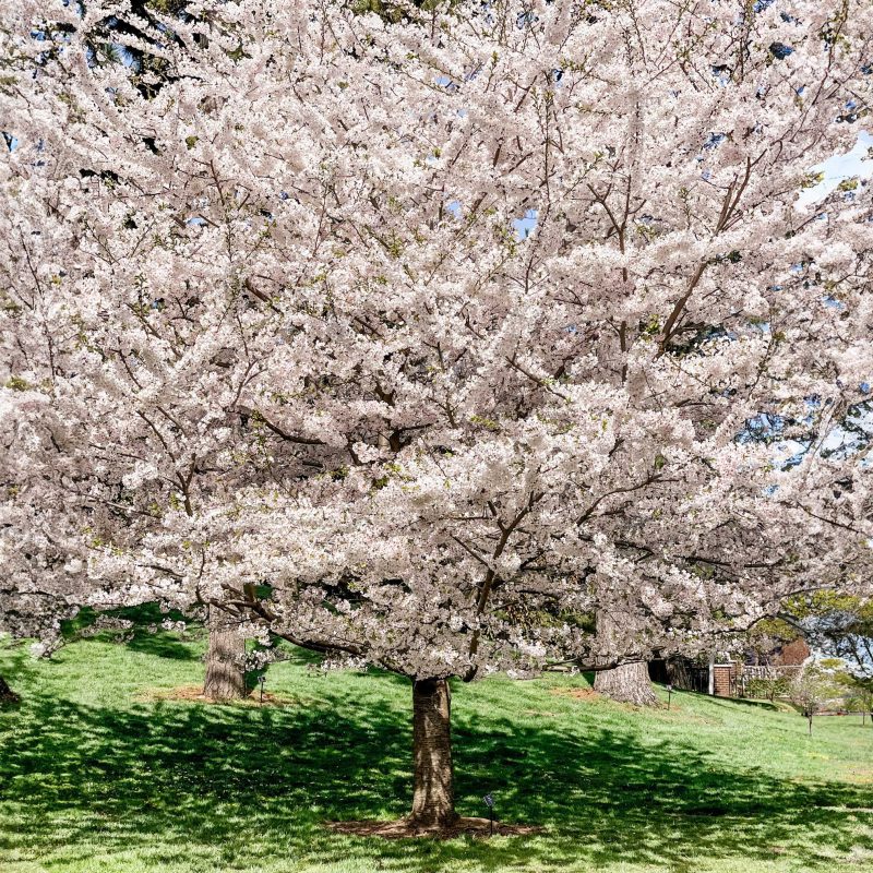 Yoshino Flowering Cherry FULL