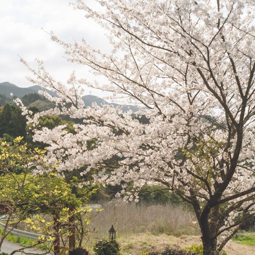 Yoshino Flowering Cherry home