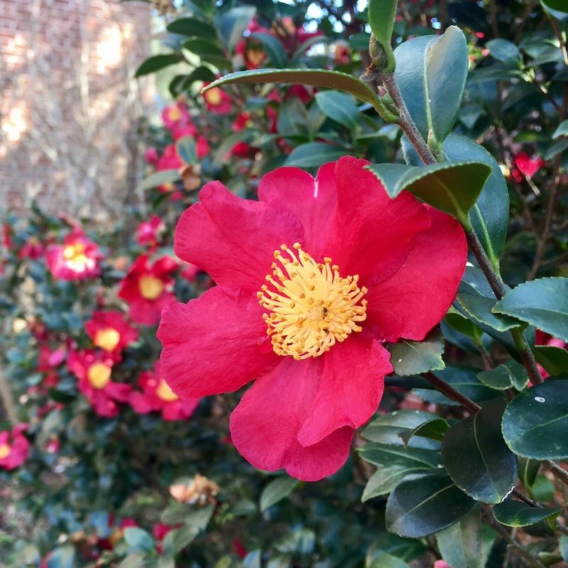 Yuletide Camellia 1 4ebeb6a6 b1f3 4980 a80b 0ac70a368117