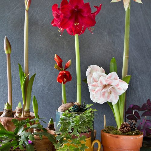 gallery amaryllis bulb lifestyle1