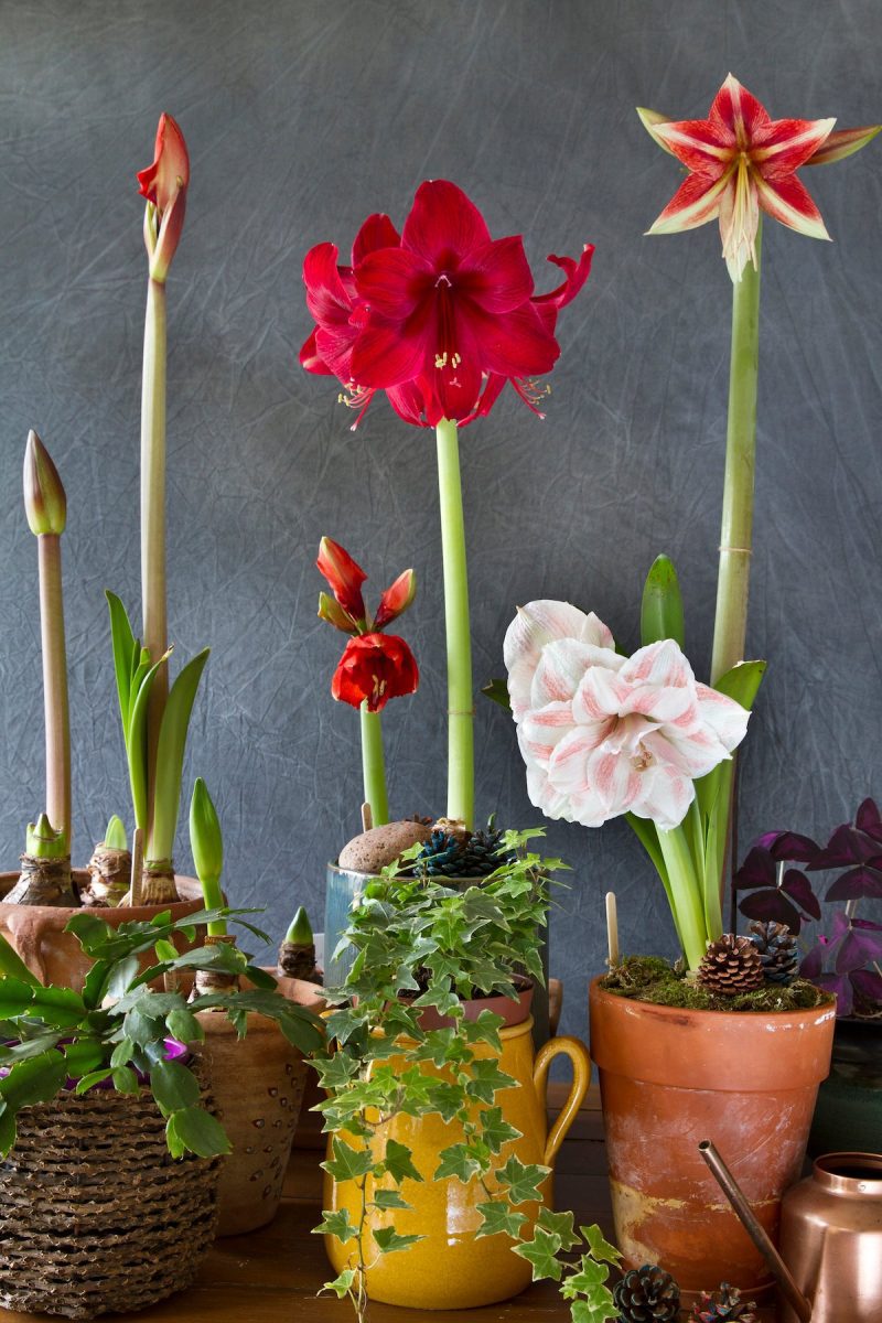 gallery amaryllis bulb lifestyle1