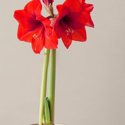 gallery the sill detail amaryllis red lion mature bulb prospect pale grey 7