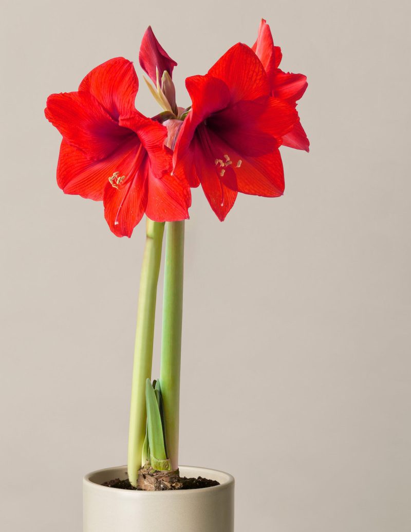 gallery the sill detail amaryllis red lion mature bulb prospect pale grey 7