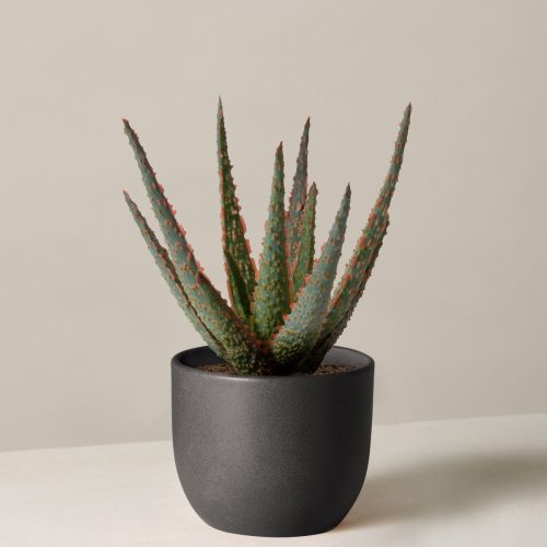 the sill aloe christmas carol small grant black