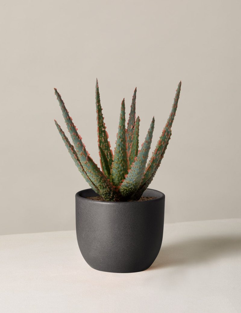 the sill aloe christmas carol small grant black