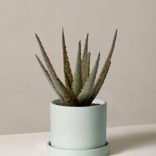 the sill aloe christmas carol small hyde mint