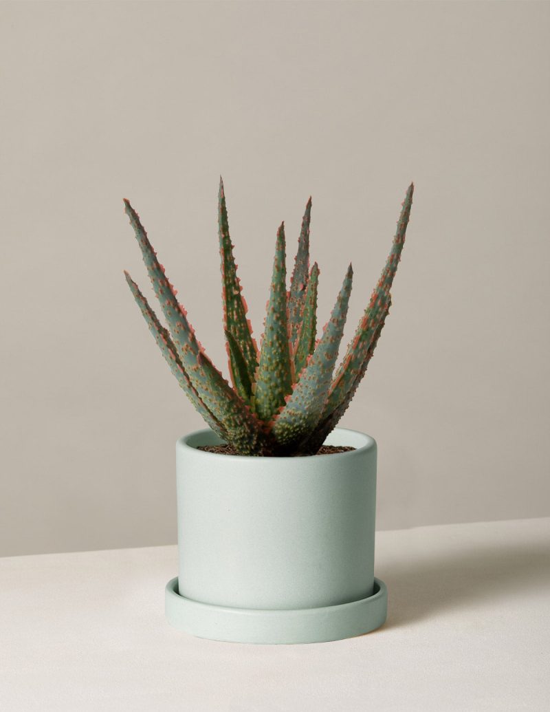 the sill aloe christmas carol small hyde mint