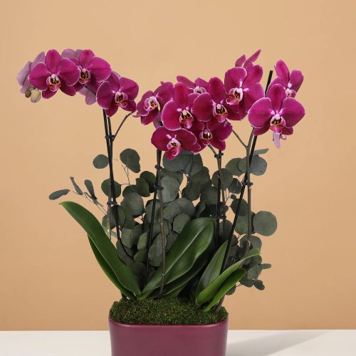 the sill 10IN Dk Purple Orchid Duo Jan Eucalyptus PI 1