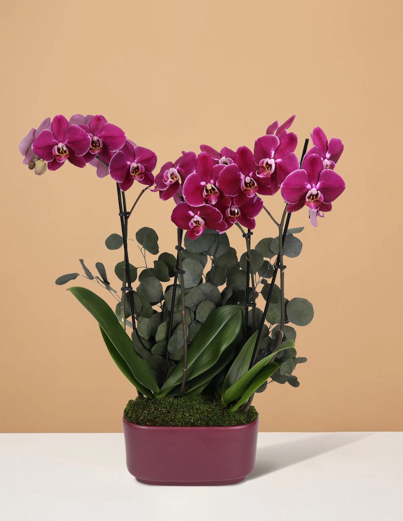 the sill 10IN Dk Purple Orchid Duo Jan Eucalyptus PI 1